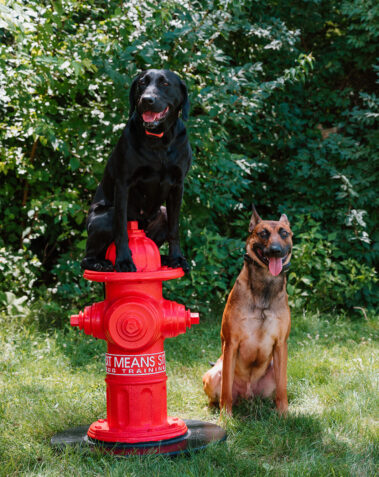 two sit means sit dogs sitting on grass
