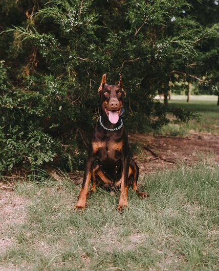 dog sitting with tongue out