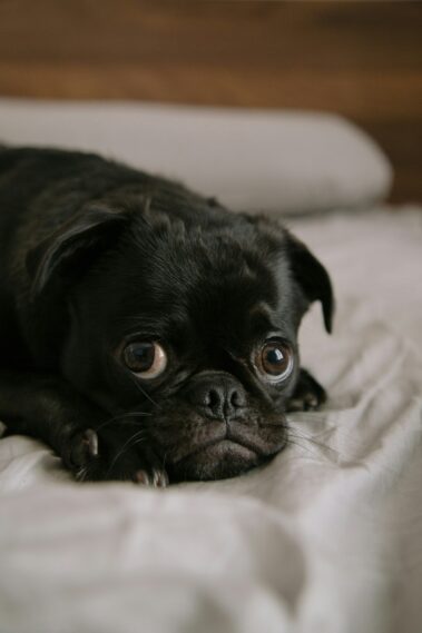 timid puppy laying on the bed