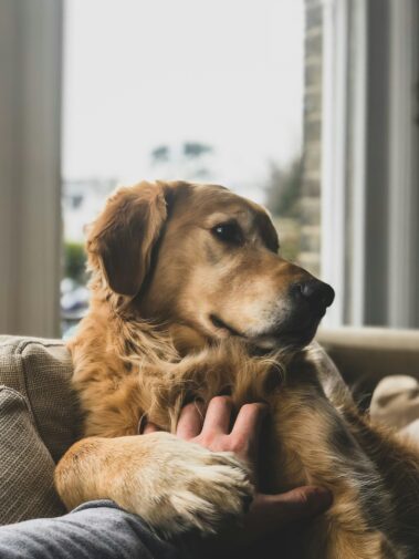 dog getting petted on couch