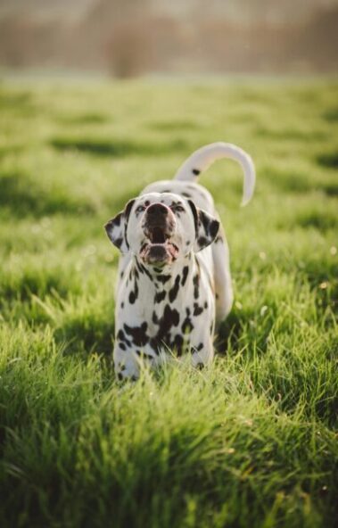 dalmation barking in a grass field