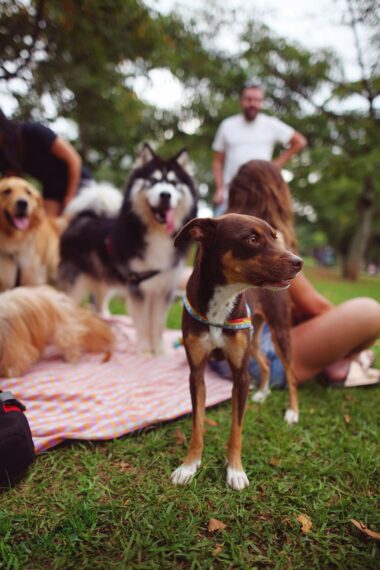 dogs socializing at the park