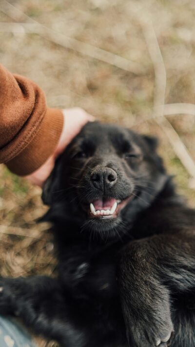 dog smiling from being petted
