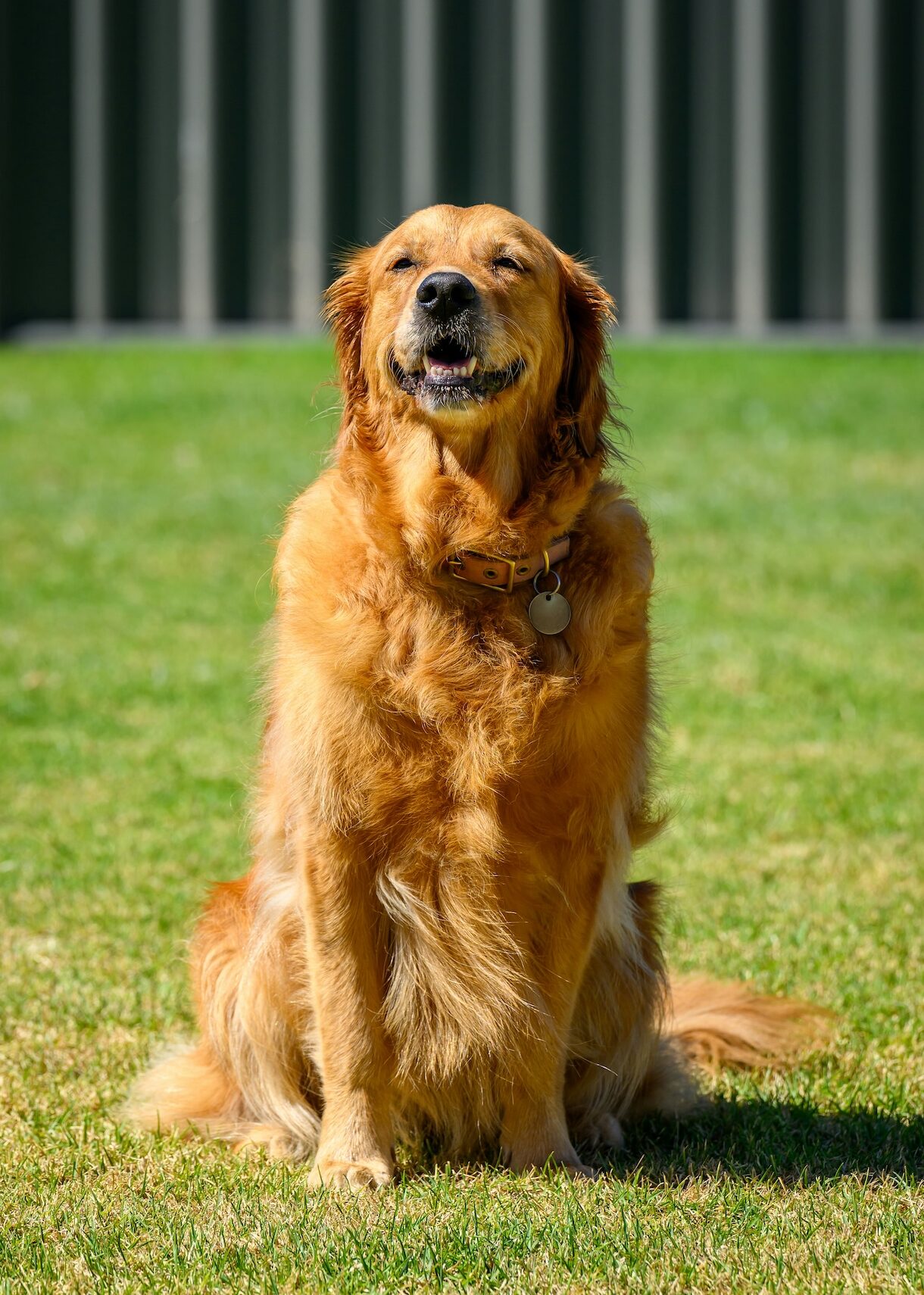 golden retriever sitting on grass