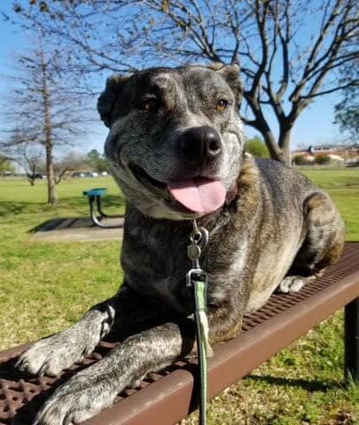 Sit Means Sit sitting on bench during training