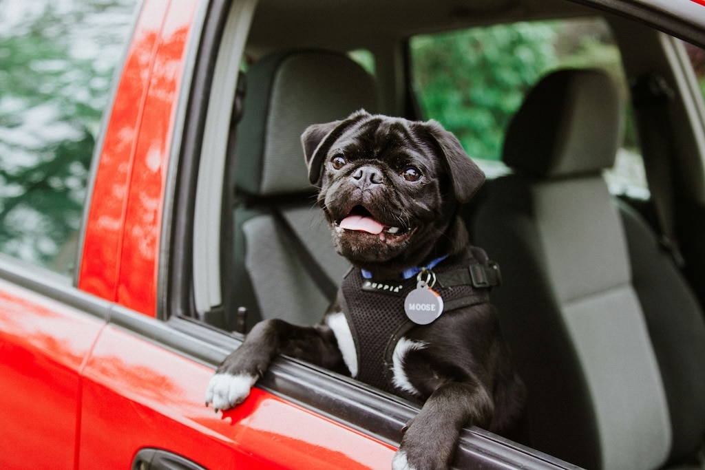 Pug smiling in car