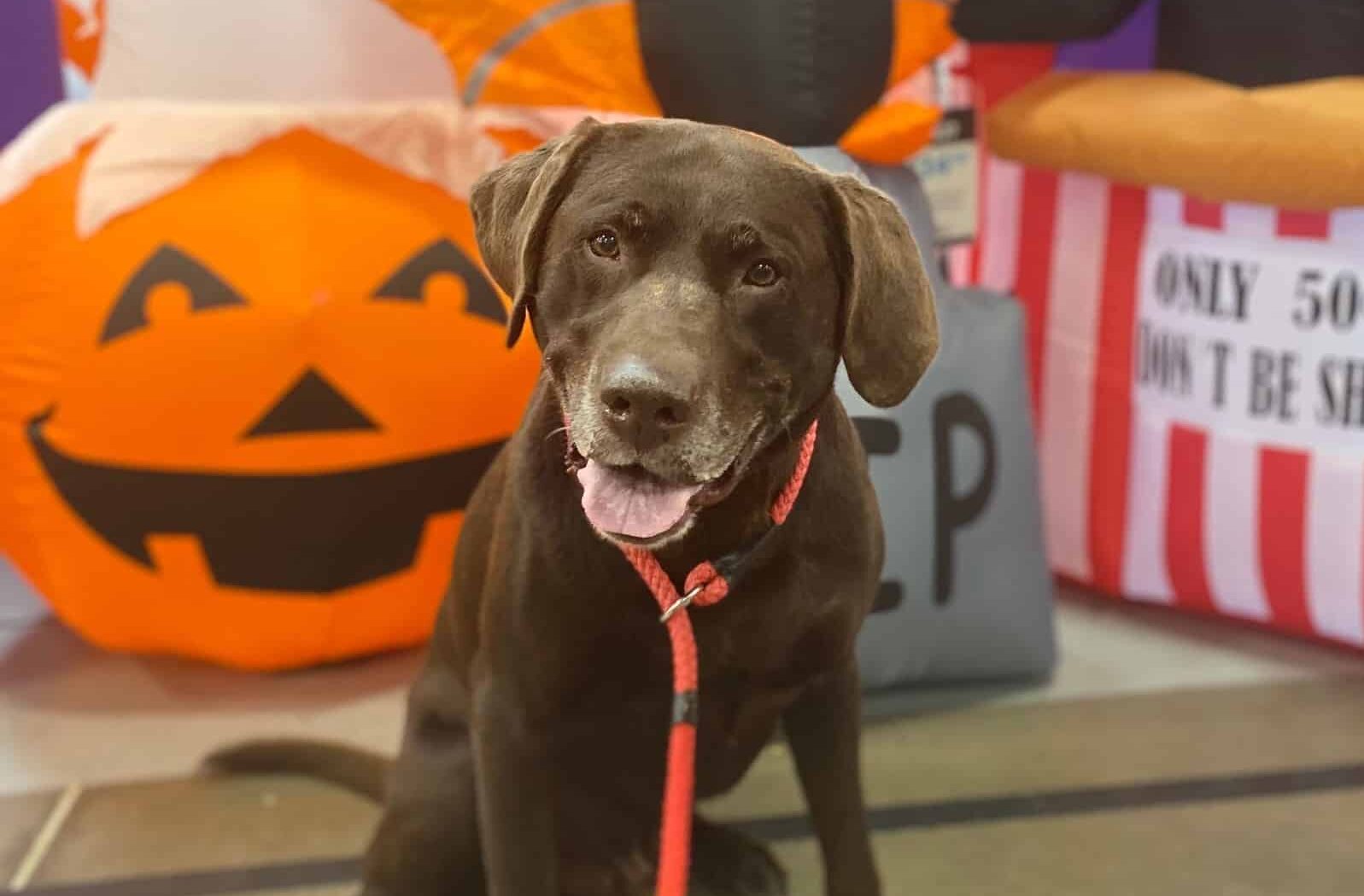 Labrador sitting in front of halloween decor